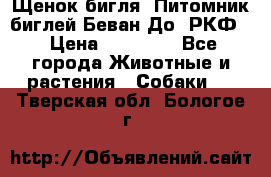 Щенок бигля. Питомник биглей Беван-До (РКФ) › Цена ­ 20 000 - Все города Животные и растения » Собаки   . Тверская обл.,Бологое г.